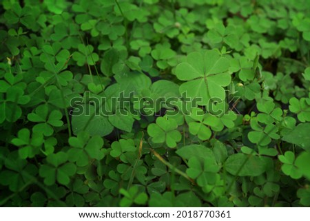 Lucky Irish Four Leaf Clover in the Field for St. Patricks Day Selective focus of green background with three-leaved shamrock, Natural background, Heart shape in nature, Leaf background, St.Patrick's 