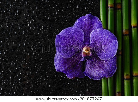 Blue orchid with bamboo grove on wet background
