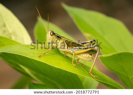 Two-striped grasshopper resting on a green leaf with blurred background and copy space Royalty-Free Stock Photo #2018772791