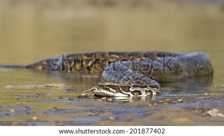 Indian python in middle of river in Bardia, Nepal specie Python molurus  Royalty-Free Stock Photo #201877402
