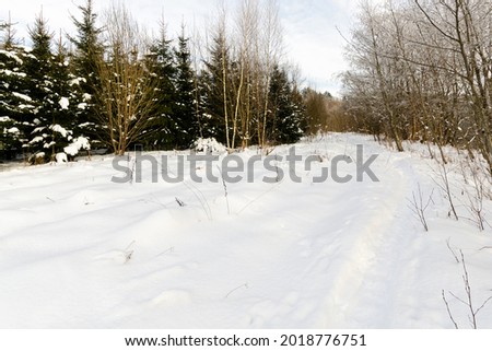 river flowing through the winter forest before the sunset. the nature of Belarus
