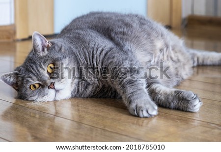 fat British cat is lying on the floor and peeping with one eye Royalty-Free Stock Photo #2018785010