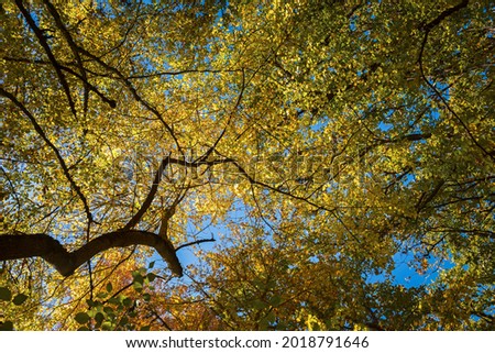 Autumn foliage sky. Colorful yellow orange golden autumn background. Autumn beech forest in October. A vibrant beautiful background for the design of postcards, websites, booklets, layouts, wallpapers