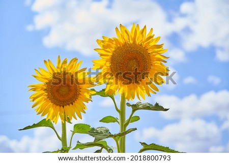 Close-up of sunflowers in a field of sunflowers in summer