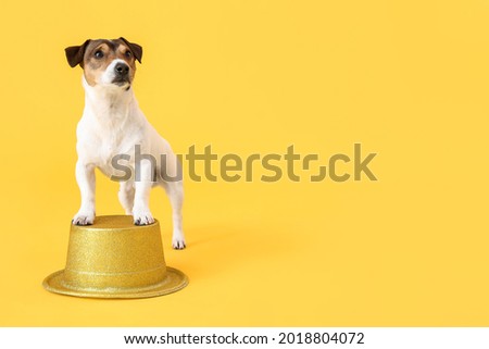 Cute funny dog with hat on color background