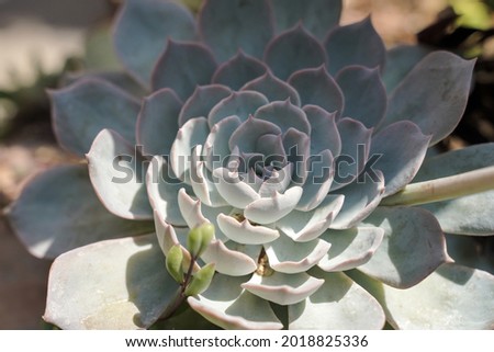 Succulent cactus close-up. Pattern and ornament of succulent cactus in a pot by sunlight in summer. Home ornamental plants