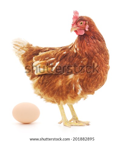 Isolated brown hen with egg in the studio Royalty-Free Stock Photo #201882895