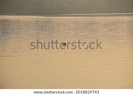 Stock photo of duck swimming in lake water or floating on lake water during beautiful orange golden sunset time at Rankala lake Kolhapur Maharashtra India.