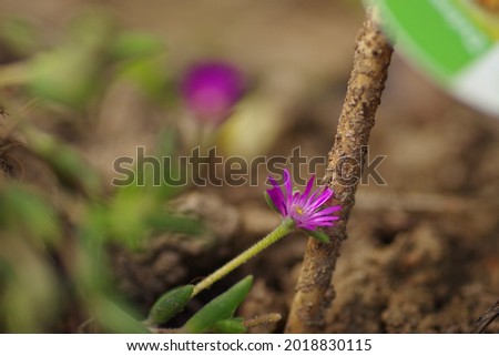 Close-up of a delosperma leaning against a branch, background attractively blurred design