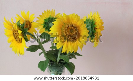Bouquet of beautiful sunflowers on a pink background