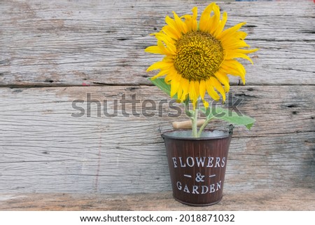 Fresh sunflowers in pots placed on the wooden background.