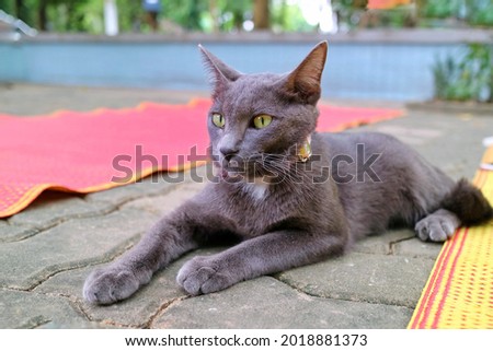 Alone cute gray cat with yellow eyes looking something and sitting on concrete floor. Animal concept.