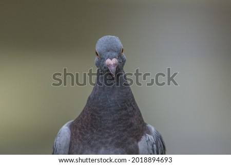One incredibly confused looking Pidgeon looking at the Camera 