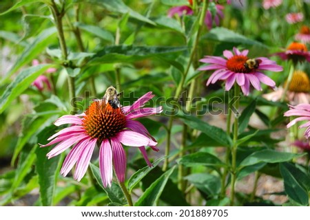 American Bumble Bees pollinating flowers at White Deer Park, Garner, NC