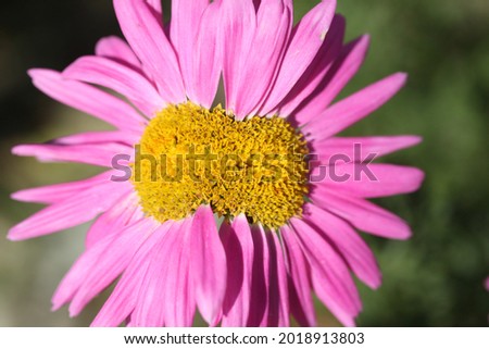 Fasciation in a garden flower. Flower with growth deformation. Two flowers with a fused middle, close-up.An unusually grown flower in the garden with two centers