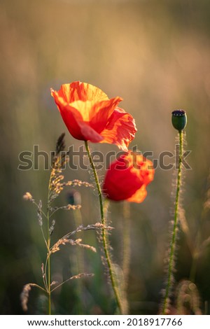A selective focus of beautiful orange poppies blooming in a field against a blurred background