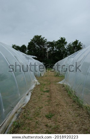 a path leads along between the greenhouses