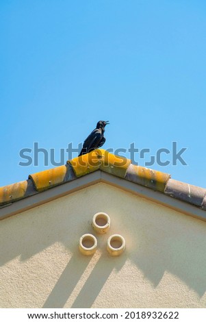 A vertical shot of a black crow standing on the edge of a roof under a clear blue sky