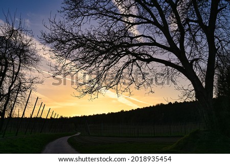 Silhouette of a large tree. Black tree branches against blue sky. A sunset greeting card with space for a text. Stock photography.