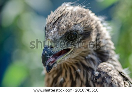 close up photo of a hawk. Portrait of a young kite with the remains of youthful down