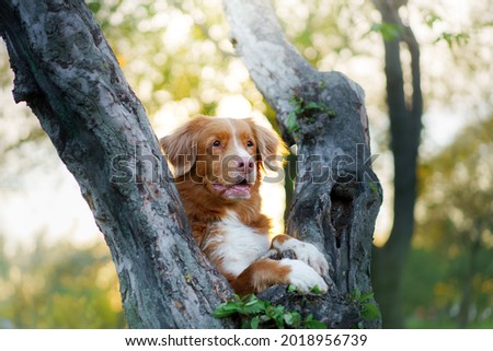 dog at the apple trees. Nova Scotia Duck Tolling Retriever in park put paws on the tree. Pet on nature