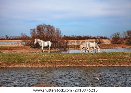 Po Delta Park, Ravenna, Emilia-Romagna, Italy: landscape of the swamp in the nature reserve with wild white horses grazing in the wetland 

