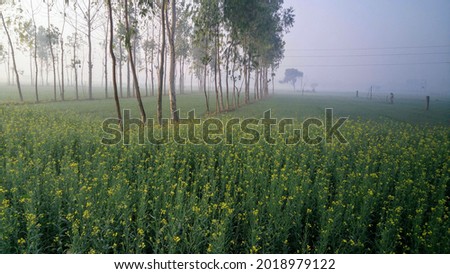 Mustard Farm Images, Stock Photos  Vectors Indian agriculture image 