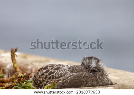 Two sea gull nestlings partially feathered tucked in the corner of a planter near the ocean in La Jolla Cove in California.