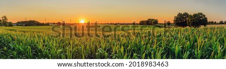 Panorama view of countryside landscape with maize field and transmission tower on the background. Corn field with sunset sun. Royalty-Free Stock Photo #2018983463