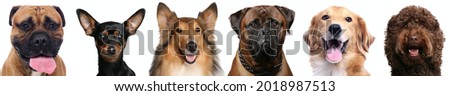 Beautiful animals in a collage in front of a white background