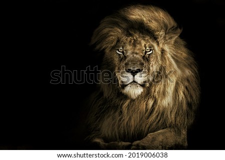 Lion king  , Portrait Wildlife animal single	 Royalty-Free Stock Photo #2019006038