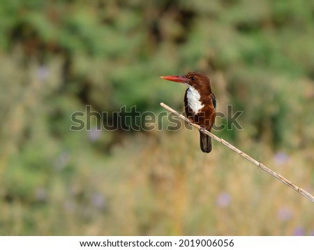 White-throated Kingfisher Portrait against Green Plants