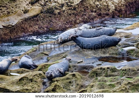 Harbor seals laying on the rocks in La Jolla Cove in California.
