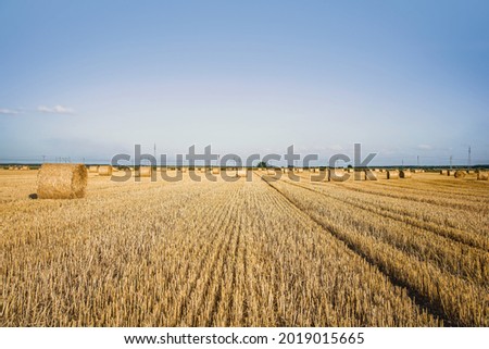field of beveled wheat against the background of rural houses