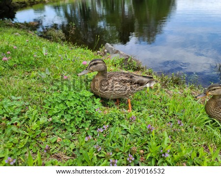 A single American Black Duck in some green grass on land hoping for a snack.