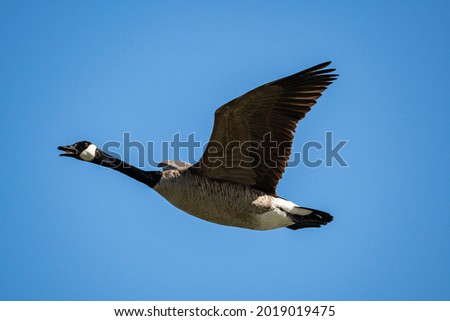 a beautiful Canada goose flew over head under the clear blue sky on a sunny morning Royalty-Free Stock Photo #2019019475