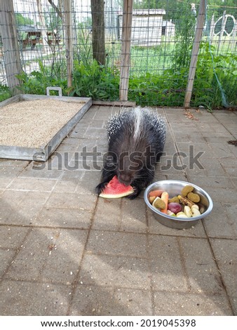 Porcupine eating a big watermelon