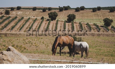 A closeup shot of horses in open field with few trees under sunlight