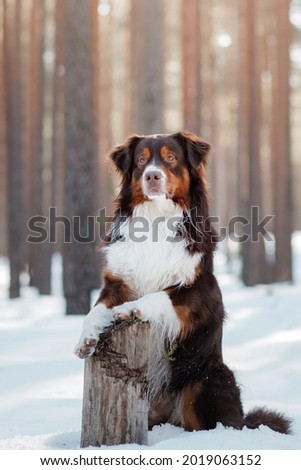 dog in the snow on nature. Australian shepherd in winter season