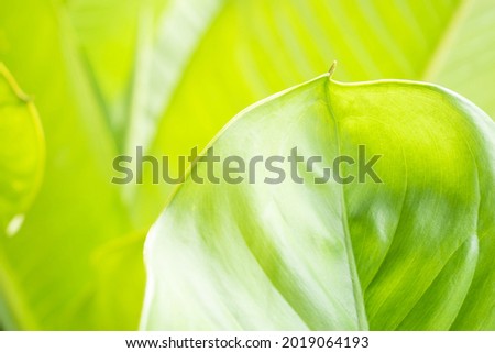 Closeup of green nature leaf on blurred greenery background in garden with copy space using as background.