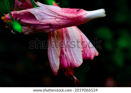 A macro close up photography beautiful of pink Hibiscus with white stripes petals blooming flower and under black background in the garden.