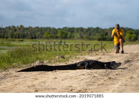 man taking picture of a alligator