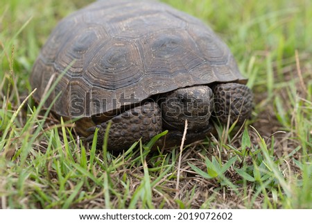 tortoise laying on grass land