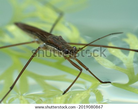 close-up of an aquatic water strider (Gerridae species) on the surface of water with aquatic plants Royalty-Free Stock Photo #2019080867