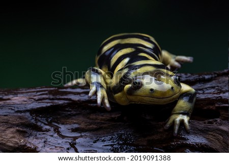 Nice color Tiger Salamander is waiting for his prey with bokeh background.