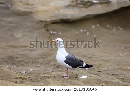 A sea gull looking for food near the seashore.