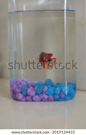 red tail and blue betta fish in a jar july 2021