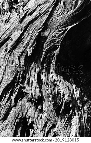 Black and white abstract tree trunk wood texture. Natural background. Vertical image.