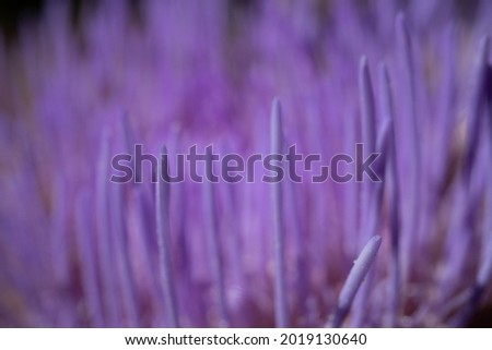 Macro Texture of a Purple Artichoke Flower Blooming in a California Garden