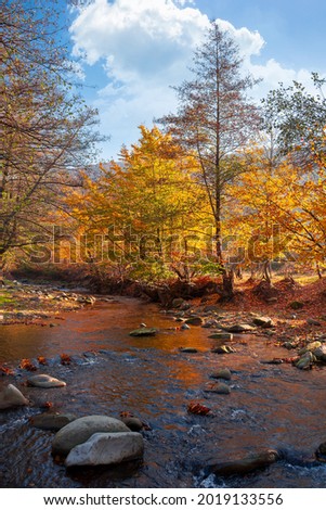 autumn landscape with river. beautiful countryside scenery at sunrise. stones in the water and trees in yellow foliage on the shore. clouds on the blue morning sky